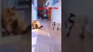 Action kitty😂 #shorts
