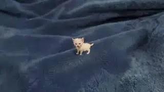 1 hour of silence occasionally broken up by (mini) victor's meow