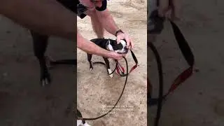 Reverse Sneezing remedy for my Boston Terrier
