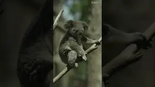 5 Stages of Koala Life