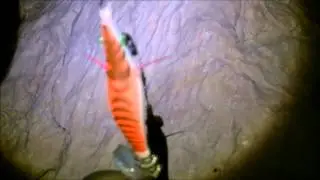 calamars