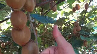 kiwi 🥝 Exceptional prices for Turkish organic products.  Please like and subscribe🙏😍