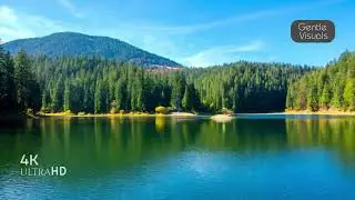 Mysterious Forest Journey – Relaxing Nature Video #ForestJourney #DeepForest #RelaxWithNature