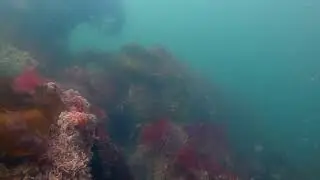 Diving in s&oslash;badet - Denmark