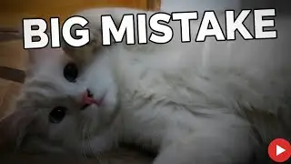 I Let This Cute Cat Into My Room… Then His Friends Took Over