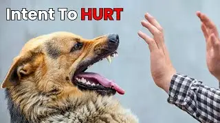 Why Your Sweet Dog Might SUDDENLY Attack You?