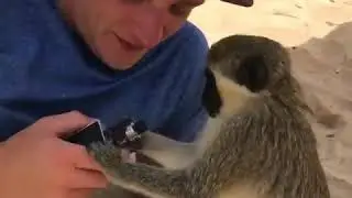 Smoking monkey
