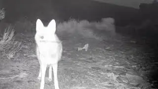 Coyote Working Bobcat Lure