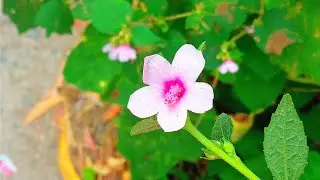 বন্ধুরা দেখো কি সুন্দর ফুল ফোটেছে রাস্তার পাশে | আমি এই ফুল আগে কখনো দেখিনি | কমেন্টে জানাও কি ফুল |