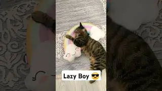 #poor #cat #mom #kitten  #Cute #😍 #puppies #puppy #Animals #Dogs #shorts