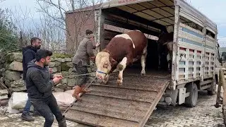 НАШИ ГУРБАНЫ ПРИБЫЛИ #2 / ГОРБАНСКАЯ РАЗГРУЗКА ЖИВОТНЫХ 2024