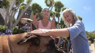 Cash 2.0 Great Dane walking along the Venice Beach Canal