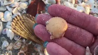 Sanibel Island, Florida - Shelling in February on Vacation