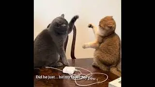 Love-Hate Relationship: Mika Meets His First New Cat Friend!