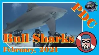 Bull Shark Scuba Dives : Playa del Carmen : Phantom Divers - February, 2021