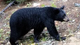Turkey Pen Gap Camping - Pisgah National Forest - 1st Outdoors - Part 1