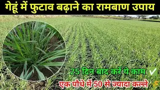 गेहूं में फुटाव और कल्ले बढ़ाने का रामबाण उपाय 🌾 / गेहूं में कल्ले कैसे बढ़ाए 🌾 / Gehu ki kheti 