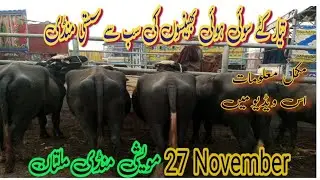Maweshi Mandi Multan| katton ky rate 27-11-2024|