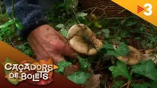 Cardiòlegs