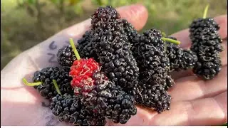 Bryce&rsquo;s Worlds Best Mulberry Tree&hellip;Thai Dwarf..Lots of fruit central Fl. Zone 9B 12-17-24