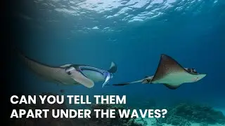 Manta Ray vs Stingray | Know the Difference! 🌊