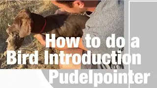Step 6 - Bird Introduction - Pudelpointer - NAVHDA Journey