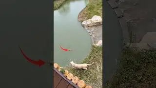 Hungry Lion After 3 Days 😱