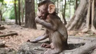 Baby Baron very cute and lovely | Baron so frisky monkey baby | Lovely baby Baron gestures
