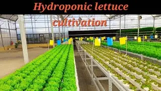 How to grow lettuce in hydroponic system?  #lettucefarming #lettucecultivation #hydroponicfarming 