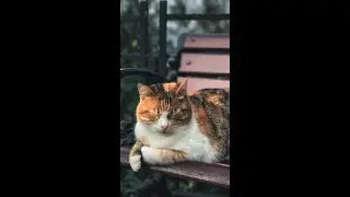 Unlocking the Secrets of Cat Purrs: What Your Feline Friend is Really Saying!