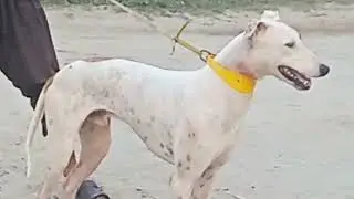 Jockey dog