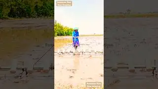 Awesome and amazing work by Chinese lady farmers