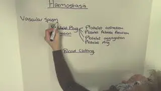 Haemostasis - An Overview