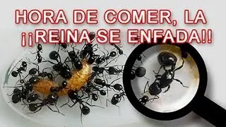 Colonia Andr&oacute;meda - GAMBA ALTERA LA PAZ - MESSOR BARBARUS