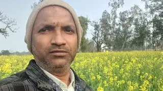 Shallow Tubewell Sichai se utpadit Sarso ki fasal, Uthle Nalkup Boring se sinchit sarso ki fasal 