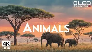 World Wildlife in 4K | Tranquil Animal Moments & Pure Nature Sounds