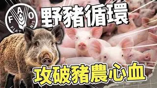 致命倒數！ 非洲豬瘟 100% 致死黑幕，台灣人還能吃多久豬肉？【ASF 結構性危機揭密】！｜吃這個好不好 史達魯 ep09