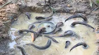 New Unique Fishing Trapping System Using PVC Pipe  - Unique PVC Pipe Fish Trap