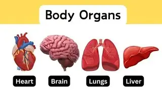 INTERNAL BODY PART | KIDS PLAYGROUND| EP 18.
