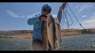 A Great Day Fishing Stripeds at Quail Lake