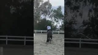 When a thoroughbred sees a leaf. #ottb #horses #horseofinstagram #horse #babyhorse #horsepower #pony