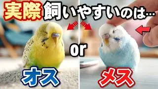 オスとメスで全然違う！インコの性格と愛情表現の違いを比較してみた結果…【永久保存版】