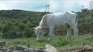 Agriculture bio : quel avenir pour la race bovine corse ?