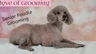 Grooming a 15 year old poodle