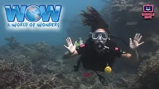 The Great Barrier Reef | A World of Wonders (11-Minute Explorational Learning for Kids!)