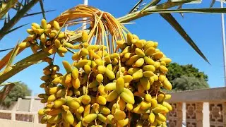 Libya da yaşam market fiyatları( market prices in libya) #libya #marketing #fiyatları