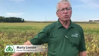 Soybean Stem Canker