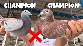 NAKABILI AKO NG KALAPATING MUNTIK NG MAGCHAMPION!😱