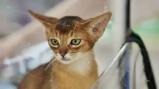 Abyssinian cat relaxing in a transparent carrier for animals