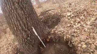 HOW TO TURN A LUMBER WALNUT TREE INTO A VENEER TREE
